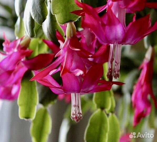 Зигокактус «декабрист «