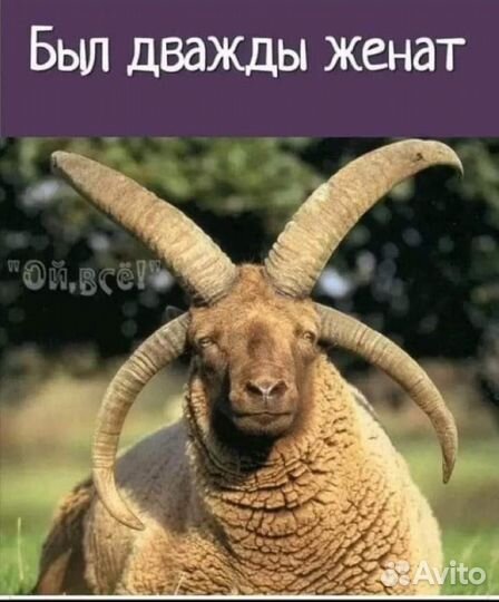 Козел полностью черный, белый, рыжий