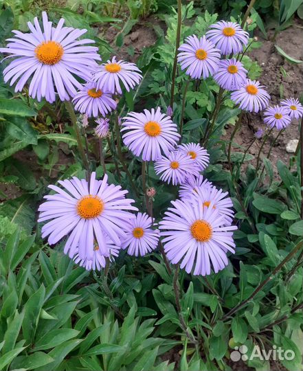 Многолетние цветы для сада