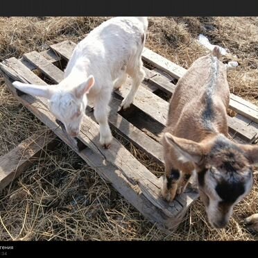 Козы козлята