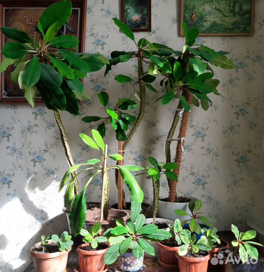 Беложильчатый молочай