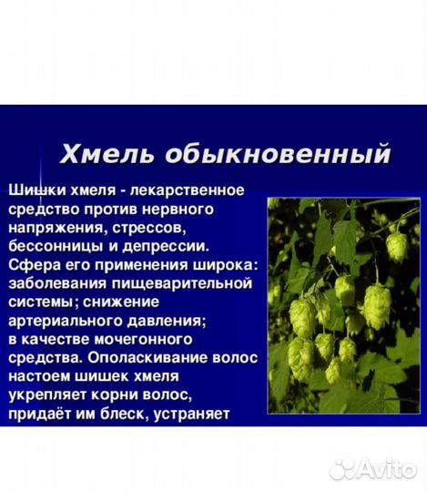 Шишки хмеля, 100 гр