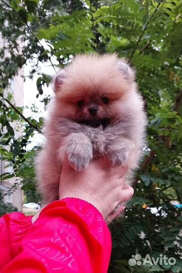 Померанский шпиц