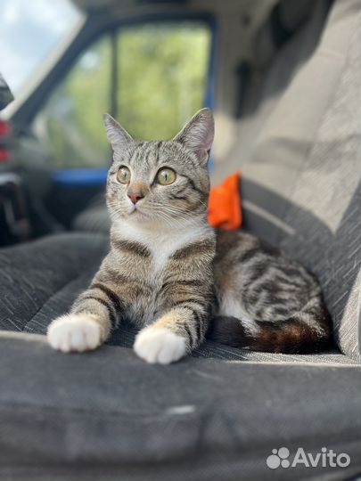 Кот в добрые руки