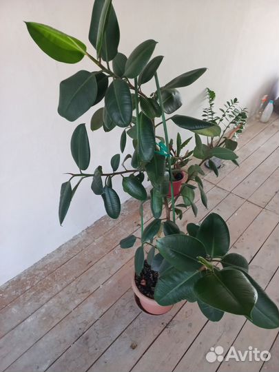 Фикус, кактус