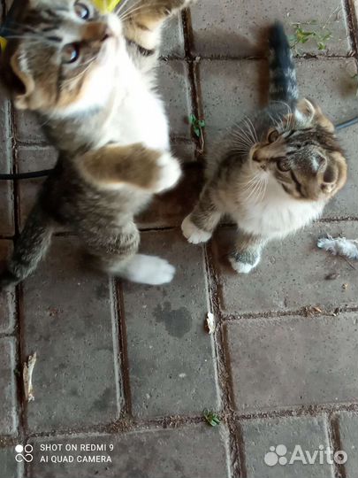 Шотландский вислоухий