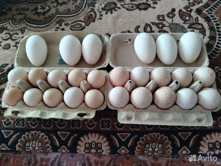 Яйцо домашнее