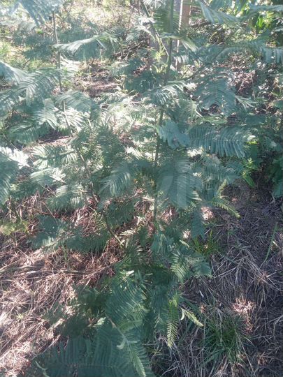 Участок 20 сот. (ИЖС)