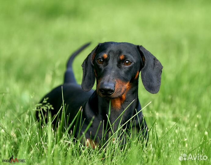 Такса (вязка) миниатюра мальчишка (РКФ)