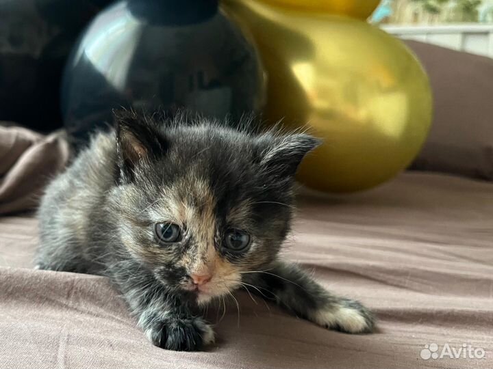 Британская кошка