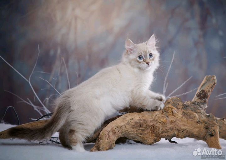 Невская маскарадная