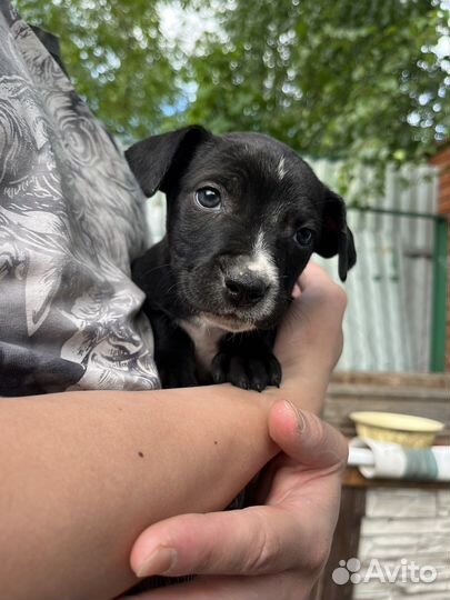 Продаем щенков