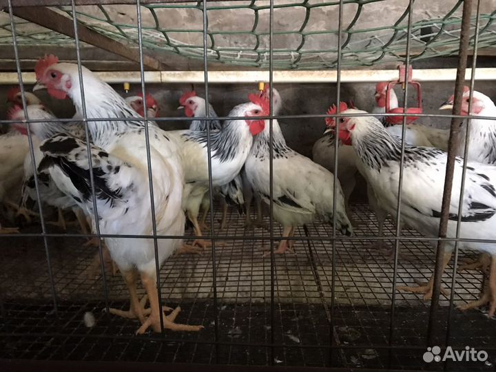 Молодые петухи