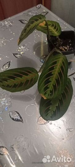 Маранта триколор