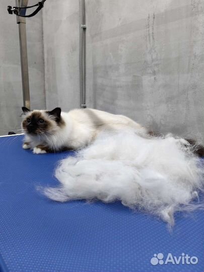 Грумер, Груминг (стрижка) собак и кошек