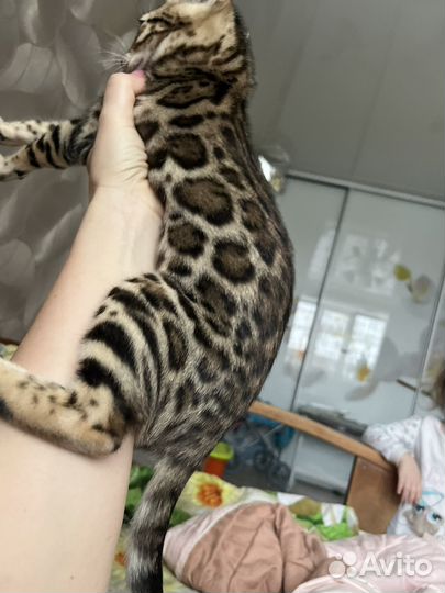 Бенгальский малыш