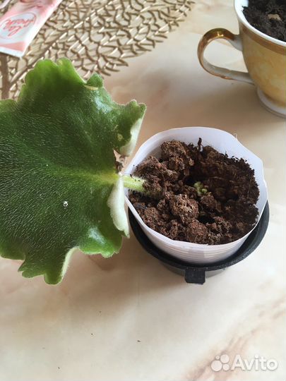 Фиалка Балерина