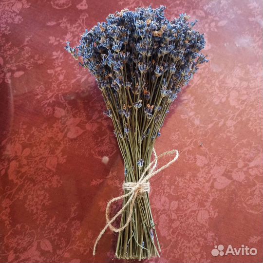 Лаванда саженцы