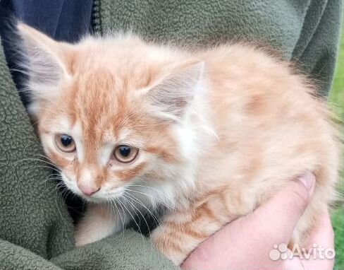 Котята а добрые руки