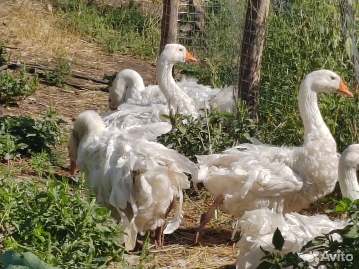 Гуси Ленточные, Курчавые, Севастопольские