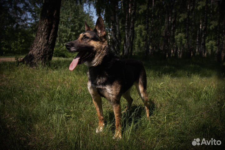 Собака Лукум