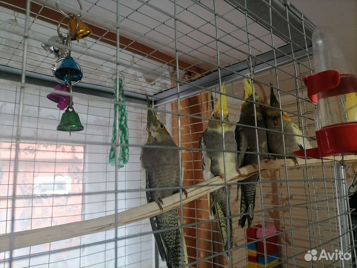 Попугай корелла птенец