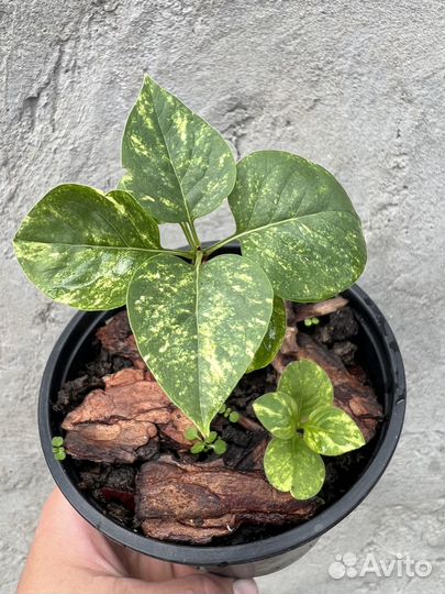 Сирень вариегатная пион пузыреплодник