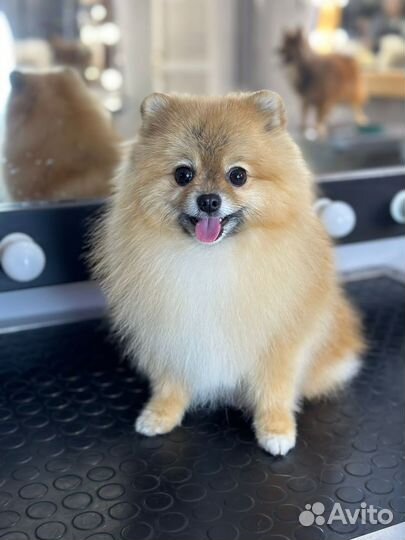 Уход за животными