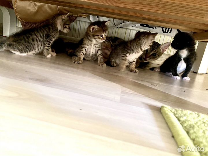 Котята в добрые руки даром