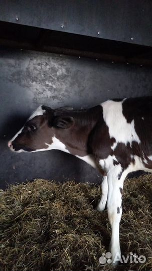 О Телята мясной пород холмогоры сименталы герефорд