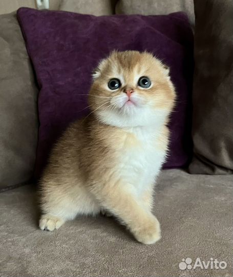 Золотые шотландцы