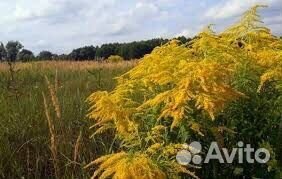 Мед Золотая розга