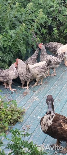 Куры молодки, адлерские