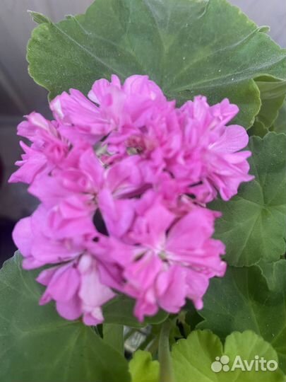 Сортовые пеларгонии