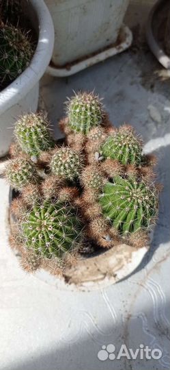 Кактус эхинопсис