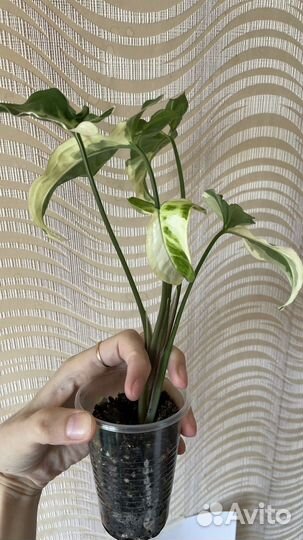 Сингониум т25