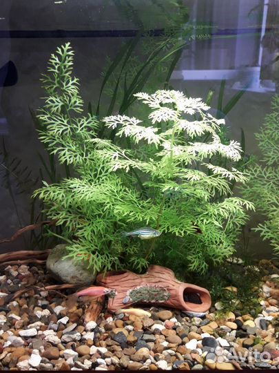 Аквариумные растения Индийский папоротник
