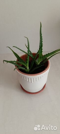 Алоэ лечебный