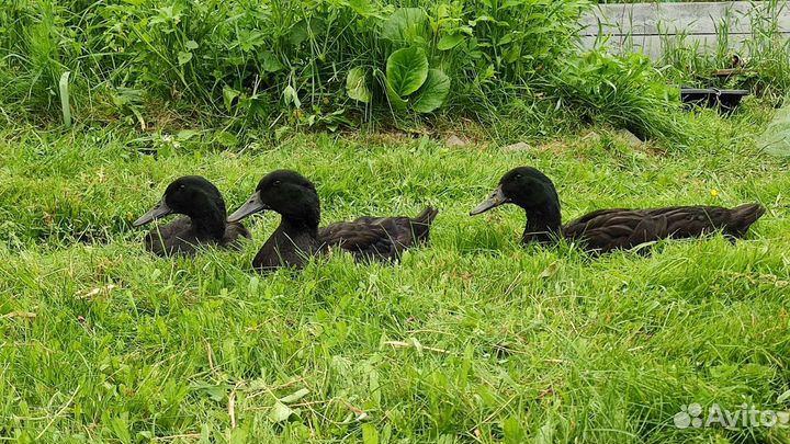 Утка Каюга- семья