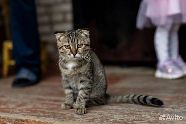 Кошка в дар бесплатно