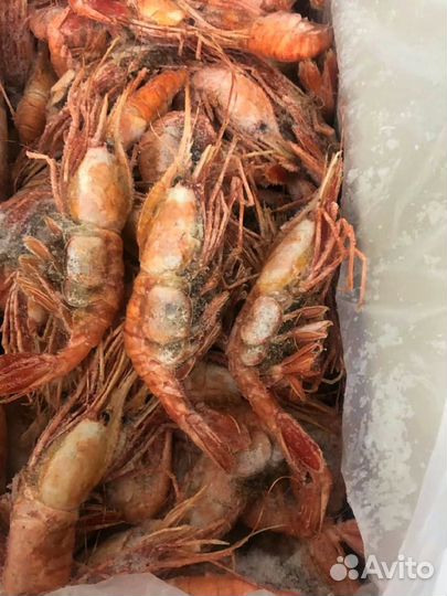 Креветка Ботан