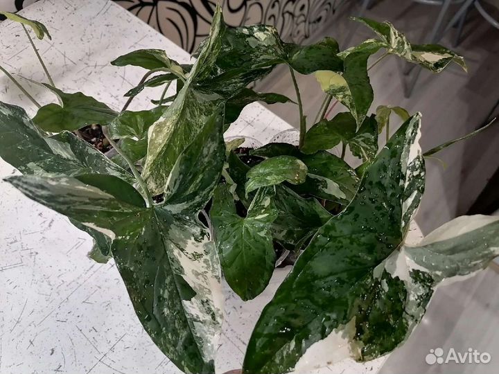 Сингониум imperial white