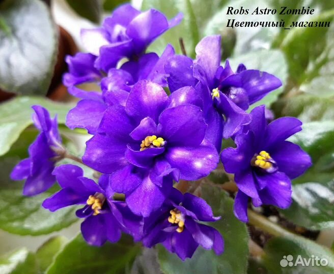 Мини фиалки, детки