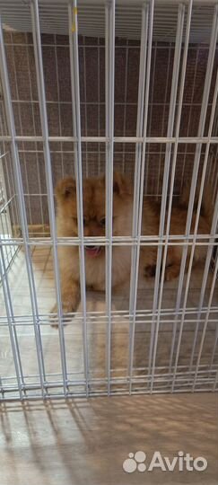 Померанский шпиц