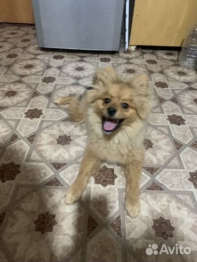 Щенки немецкого шпица