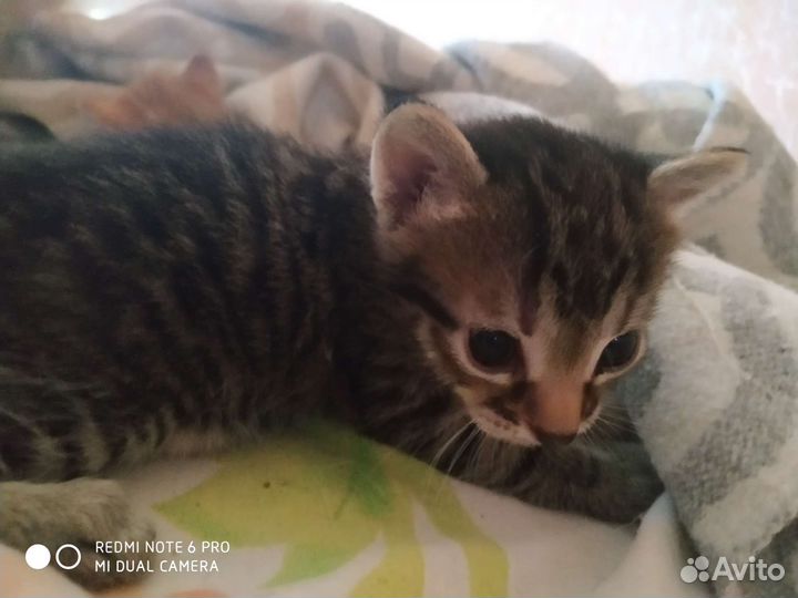 Котята в ответственные руки