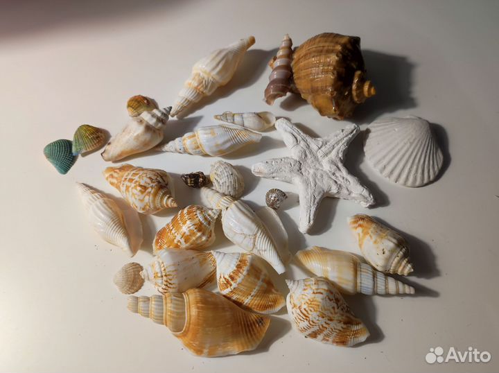 Морские ракушки