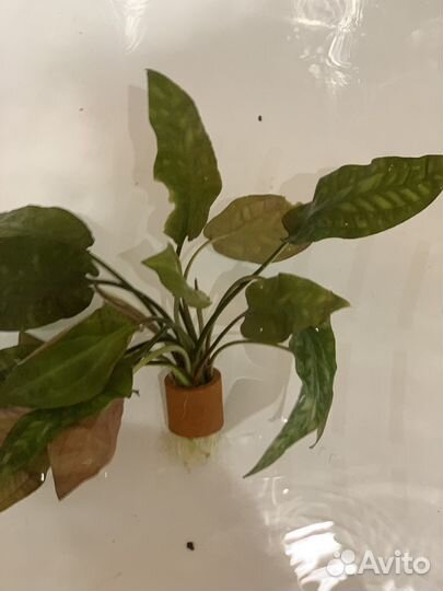 Криптокорина понтедериелистная (Cryptocoryne)