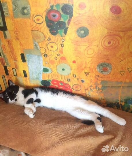 Ласковая кошка Кэнди