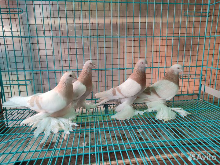Породистые голуби